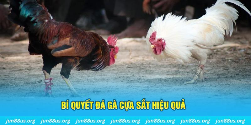 sv388 bet đá gà cựa dao