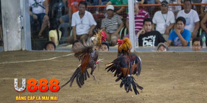 sv388 bet đăng nhập mậu binh online